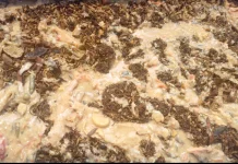 Budidaya Maggot Jadi Alternatif Pengolahan Sampah Makanan di Jakarta