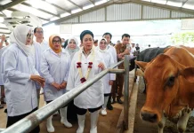 Komisi IV Dorong Swasembada Susu Nasional