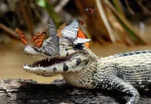 Mengenal 'Lachryphagy', Kebiasaan Ngengat yang Meminum Air Mata Hewan