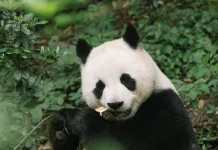 Mengenal 'Pseudo-Thumb', Ibu Jari Palsu yang Dimiliki Panda dan Fungsinya