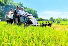 Produksi Padi hingga Agustus Capai 43,89 Juta Ton