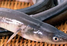 BRIN Ungkap Ikan Sidat Punya Omega-3 Tertinggi Didunia Mengalahkan Salmon