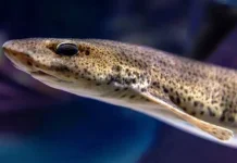 Mengenal Ikan Sidat, Ikan dengan Omega-3 Tertinggi Kalahkan Salmon
