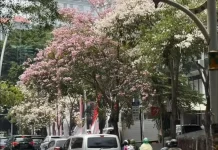 Bunga Tabebuya Bermekaran di Cikini, Ini Jenis-jenisnya