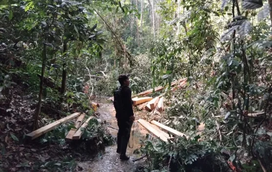 Pembalakan Liar di TN Bukit Tiga Puluh, Satu Pelaku Ditahan