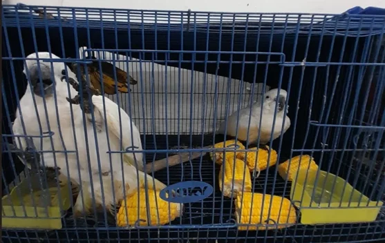 Kasus Penyelundupan Satwa Dilindungi ke Thailand Segera Disidangkan