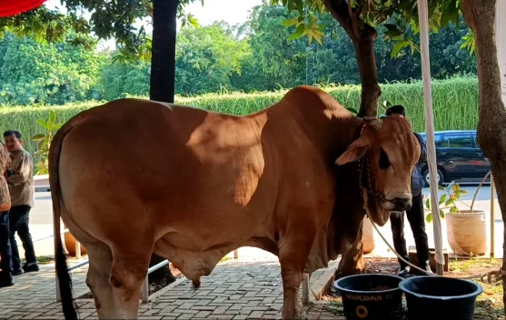 Jadi Primadona Kurban Iduladha, Ini Perbedaan Sapi Limosin, Simental, dan Brahman
