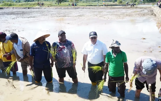 Kementerian Pertanian Percepat Cetak Sawah 2.000 Hektare di Papua Pegunungan - RRI.co.id