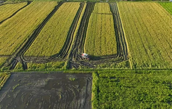 Produksi Padi Merauke Naik 66 Persen pada 2025 - RRI.co.id