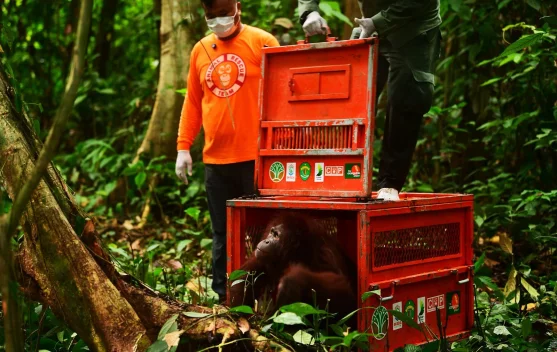 Tiga Orangutan Hasil Rehabilitasi Dilepasliarkan ke Hutan Kalimantan Timur - RRI.co.id