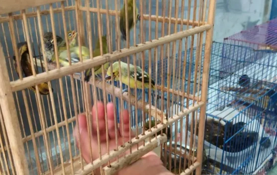 Belasan Satwa Burung Dilindungi Gagal Diselundupkan Lewat KM Ciremai - RRI.co.id