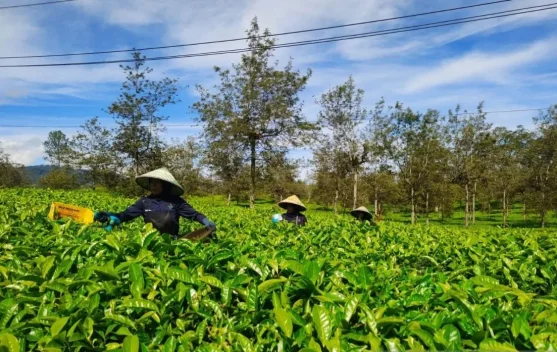 Pupuk Bersubsidi Terjaga, Mentan: Kunci Produksi Beras Indonesia Terus Meningkat - RRI.co.id