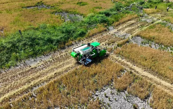 Cetak Sawah Rakyat Perkuat Kesejahteraan Petani Papua - RRI.co.id
