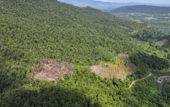 Kemenhut Ungkap Perambahan Hutan Lindung di Luwu Timur - RRI.co.id