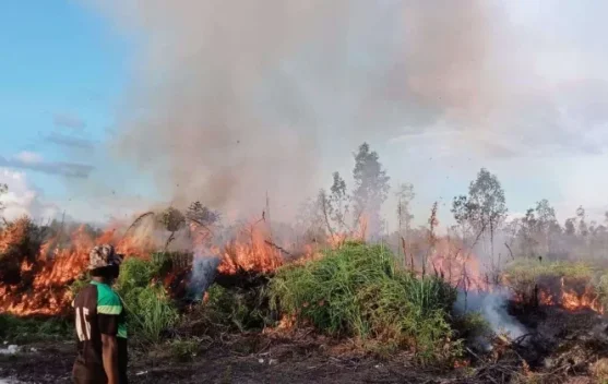 El Niño 2026 Status Kuat, BMKG Waspadai Wilayah Jawa hingga Papua Selatan - RRI.co.id