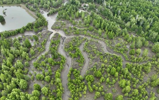 Pemerintah Dorong Rehabilitasi Mangrove Berbasis Ekologi guna Pulihkan Pesisir - RRI.co.id