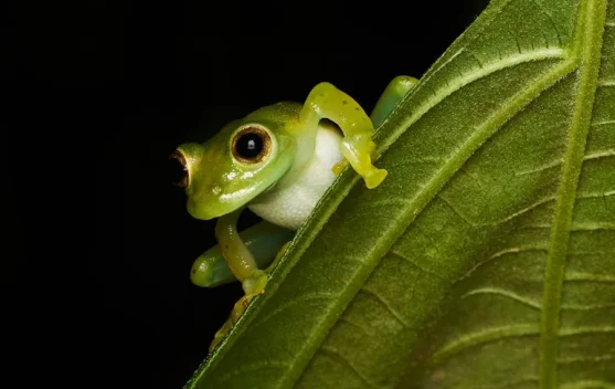 Spesies Baru Katak Semak Ditemukan di Lereng Gunung Merapi - RRI.co.id
