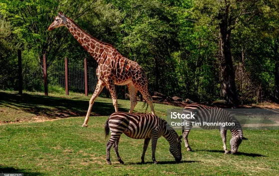 Jangan Keliru, Ini Perbedaan Kebun Binatang, Taman Safari, dan Suaka Margasatwa