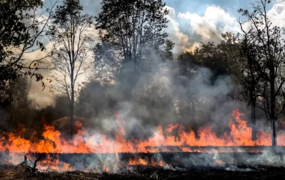 700 Bangunan Hangus akibat Kebakaran Hutan di Washington - RRI.co.id