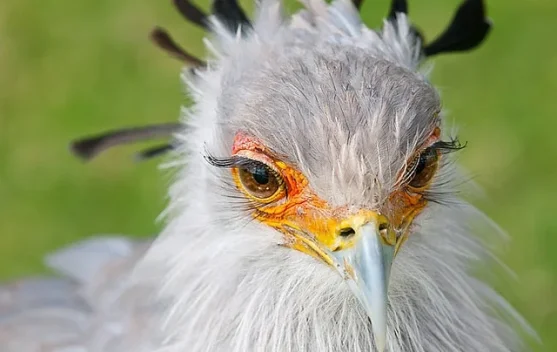 Secretary Bird, Burung Pemangsa yang Lebih Sering Berjalan daripada Terbang