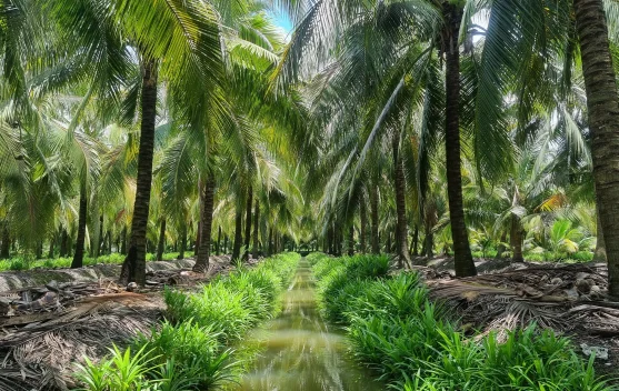 Kaya Gizi dan Serbaguna, Simak Manfaat yang Ada di Pohon Kelapa