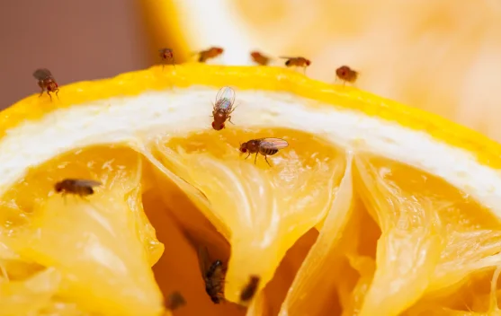 Buah Matang Bikin Lalat Kecil Berdatangan, Kenapa?
