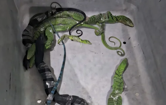WNA Korsel Selundupkan Delapan Biawak Melalui Bandara Soetta