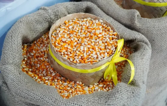 Pemerintah Tambah SPHP Jagung Pakan 150 Ribu Ton - RRI.co.id