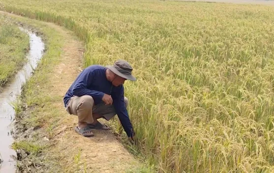 Pompanisasi PHTC Bantu Petani Cirebon Hindari Gagal Panen