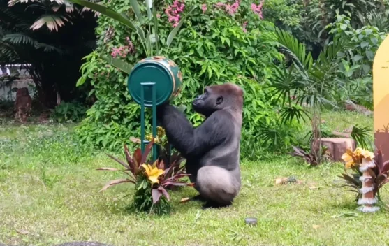 Komu, Gorila Peraih "Enrichment" pada Perayaan HUT Ke-162 Ragunan