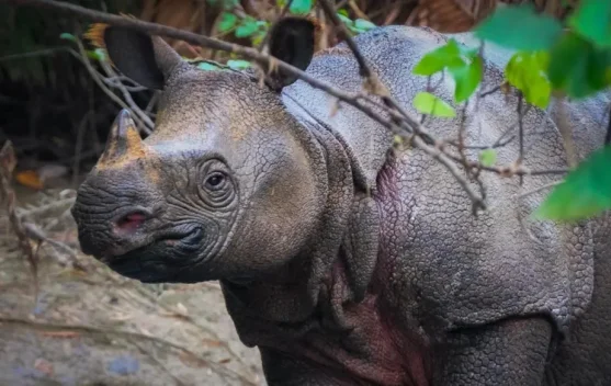 Badak Punya Penglihatan Buruk, Begini Cara Mereka Mengenali Lingkungan