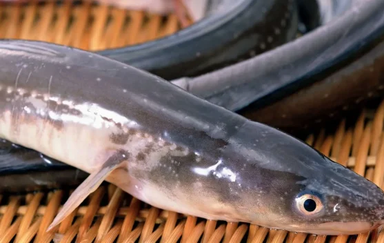 BRIN Ungkap Ikan Sidat Punya Omega-3 Tertinggi Didunia Mengalahkan Salmon