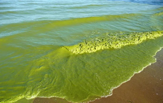 Kenapa Air Laut Bisa Berubah Menjadi Hijau?