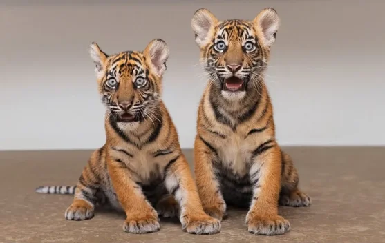 Dua Anak Harimau Sumatra Lahir di Fort Worth Zoo, Jadi yang Pertama dalam Sejarah