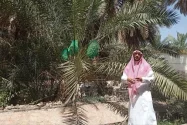 Menengok Kebun Kurma di Madinah yang Memikat Jemaah Dunia