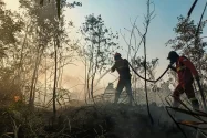 Kemenhut Selamatkan 24 Satwa Liar Terdampak Karhutla, Orangutan Terbanyak