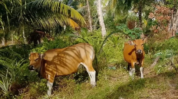 Tips Menjaga Kesehatan Sapi Potong agar Tidak Mudah Sakit