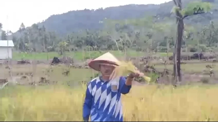 Desa Payak Serasan Timur Berhasil Panen Padi
