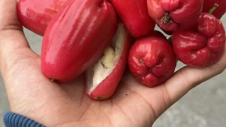 Jambu Air, Ini Manfaatnya  untuk Ibu Hamil