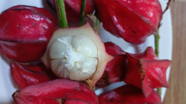Belimbing Besi, Buah Endemik Natuna