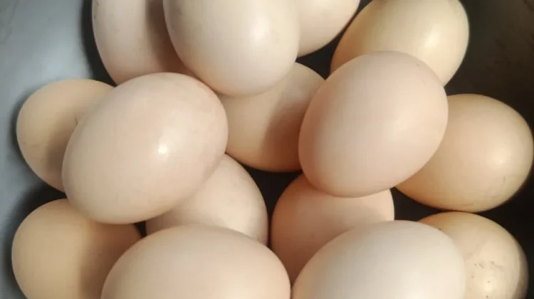 Manfaat Konsumsi Telur  Sumber Energi dan Protein