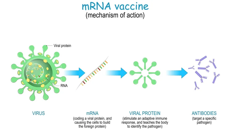 Mekanisme Kerja Vaksin mRNA dalam Imunoterapi Kanker