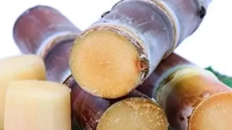 Manfaat Tebu Hitam untuk Kesehatan