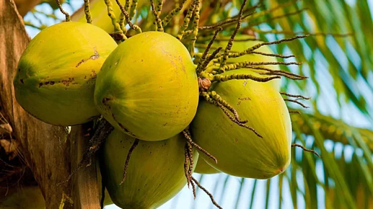 Air Kelapa Muda Jadi Pilihan Favorit Warga Ranai
