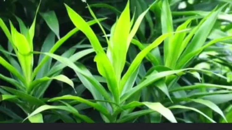 Manfaat Daun Suji untuk Kesehatan
