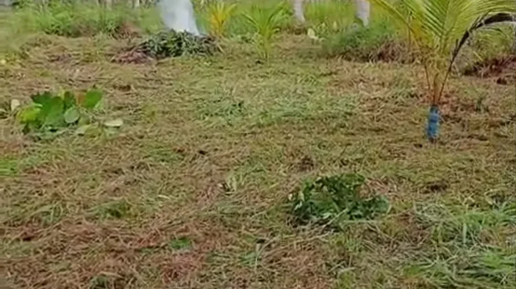 Prospek Kelapa Masa Kini