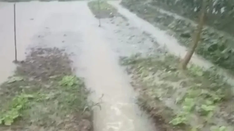 Petani Serasan Timur Rugi Jutaan akibat Banjir