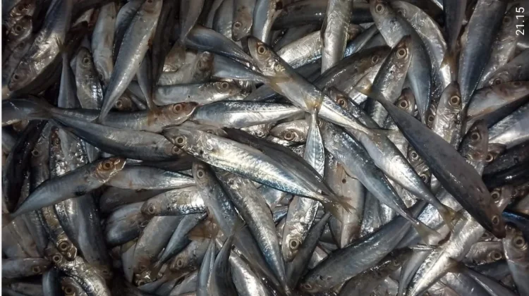 Musim Utara Berakhir "Panen Raya" Ikan Tamban