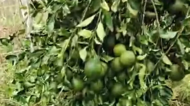 Prospek Jeruk Madu di Natuna