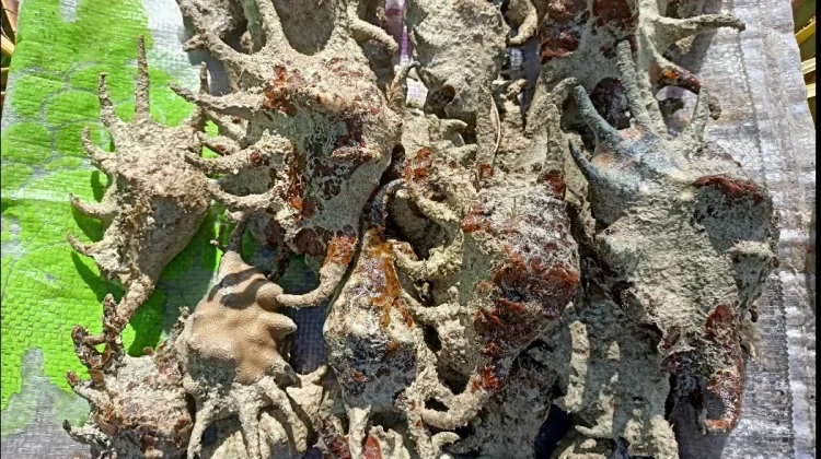 Kerang Khangak Natuna